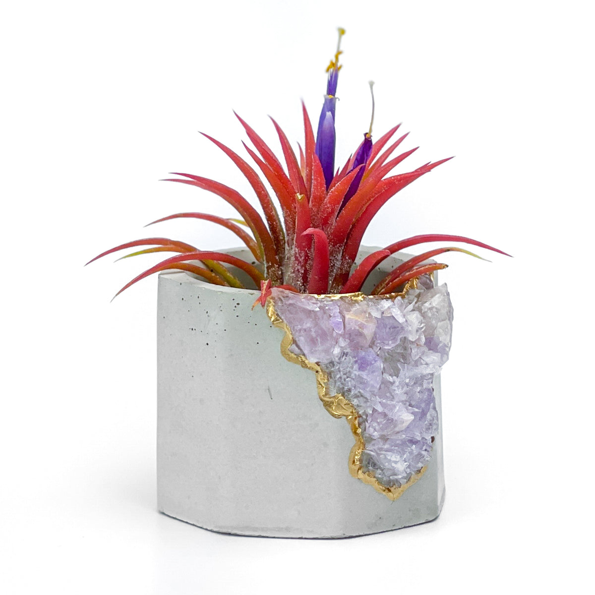 Madagascar AMETHYST GEODE PLANTER