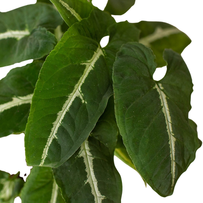 Syngonium wendlanii 'Black Velvet'