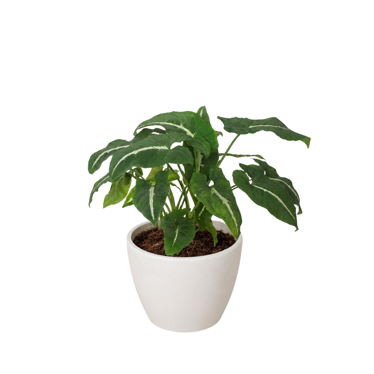 Syngonium wendlanii 'Black Velvet'